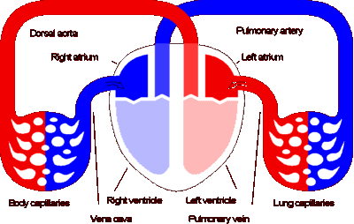 circ_diagram.gif